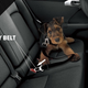 Illustration for article titled Buckle Up (Your Pets) Before Driving Home For The Holidays